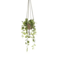 Hangplant Philodendron Groen - 90 cm hoog