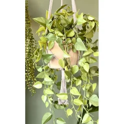 Hangplant Philodendron Groen - 90 cm hoog