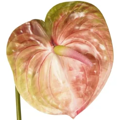Kunstbloem Anthurium Groen / Roze - 65 cm