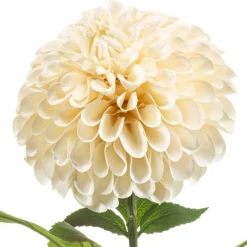 Kunstbloem Dahlia Pompon Crème - 77 cm