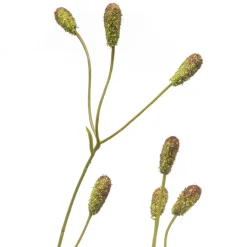 Kunstbloem Sanguisorba Groen / Bruin - 78 cm