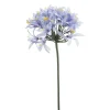 Kustbloem Agapanthus Blauw - 80 cm