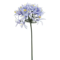 Kustbloem Agapanthus Blauw - 80 cm